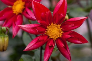 dahlias-193410_640